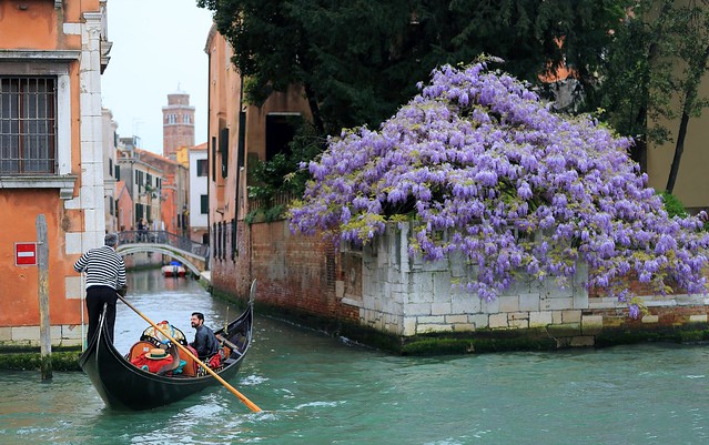 在花開的時節到來   ~ Gondola, Visitor,  Boatman  &  Wisteria @ Grand Canals  , Venezia  威尼斯~