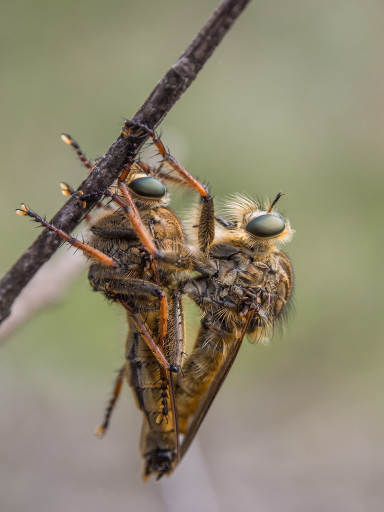 Raynox Insect 05042015-_4050189 | Raynox DCR-250 | Octavian Photography | Flickr