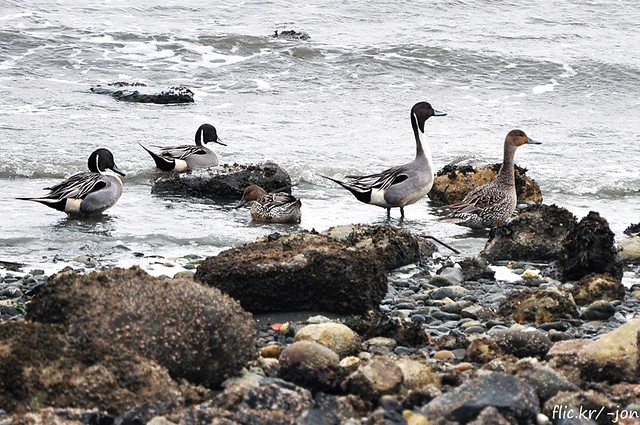 2015-03-22 Northern Pintail Ducks (02) (1024x680)