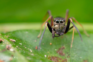 Ant mimic jumping spider (Myrmarachne sp.) - DSC_6546