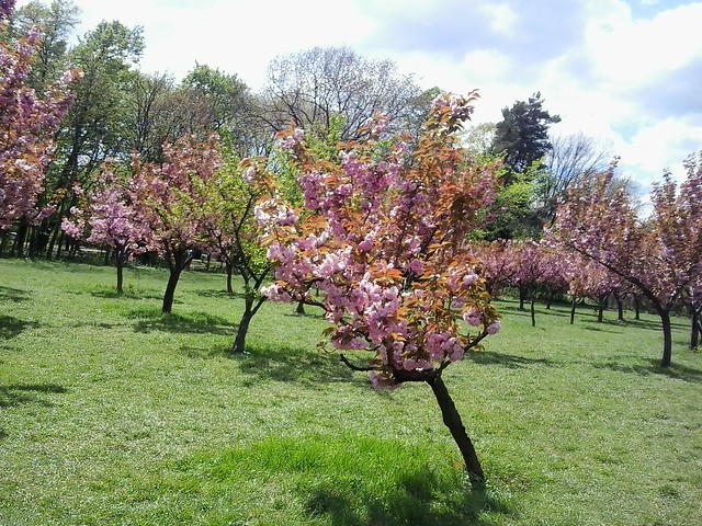 blossom in the park