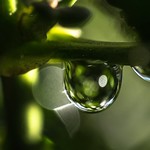 Emerald Drop