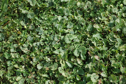 Ground Ivy (2) | by Penn State Pesticide Education Program