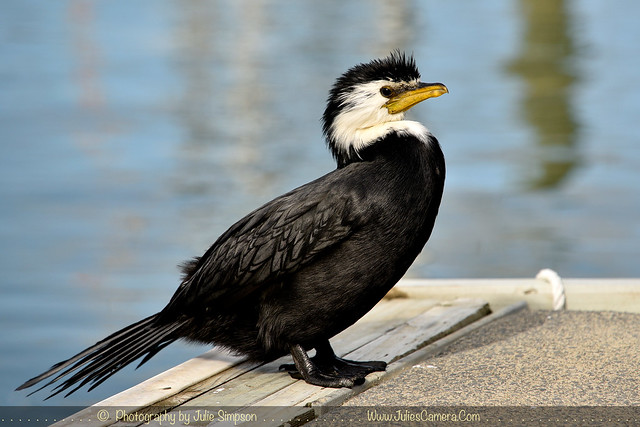 Little pied cormorant, little shag or kawaupaka (Microcarbo melanoleucos)