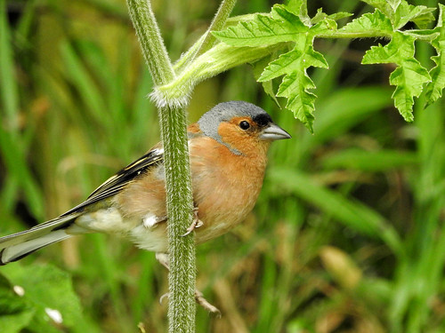 Male Chaffinch | by Nature Through A Lens