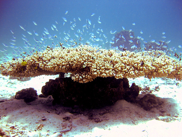 scubafish-underwater-34.jpg