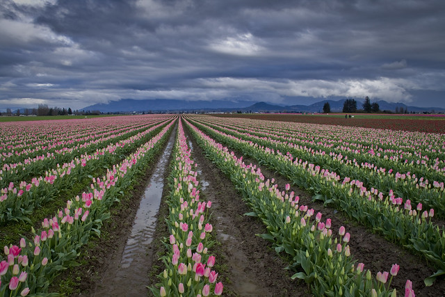 Skagit Valley Tulip Field