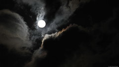 moonlit night