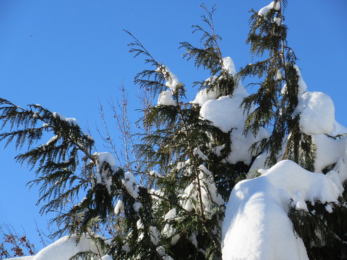 tree branch snow sky blue winter kelowna okanagan bc british columbia canada