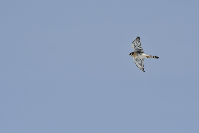 Crécerelle d'Amérique mâle--American Kestrel(Falco sparverius)