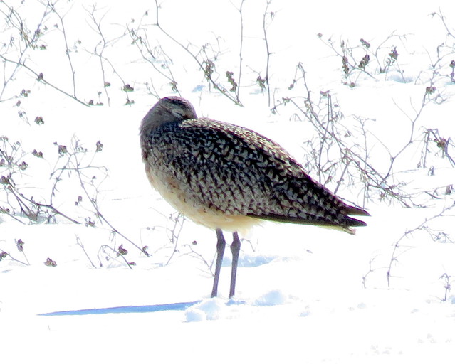 Resting Curlew