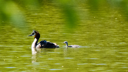 Great crested grebe, parent and chicks, two riding along