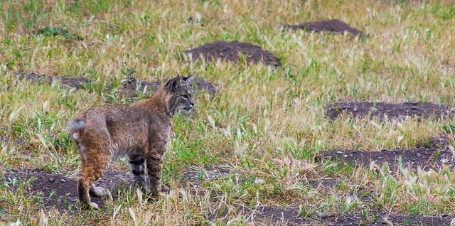 Bobcat (Lynx rufus) On The Hunt