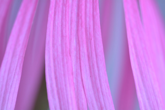 Echinacea angustifolia (9)