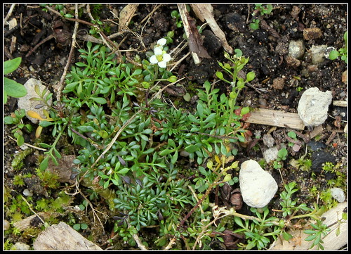 Hornungia alpina (= Pritzelago alpina) - cresson de chamois 28455968966_83072e4b70