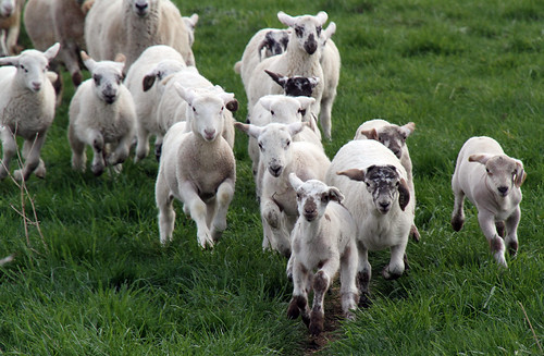 grass hair spring sheep pasture lambs katahdin