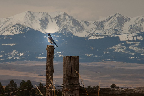 mountain bird fence montana wildlife bluebird mountainbluebird