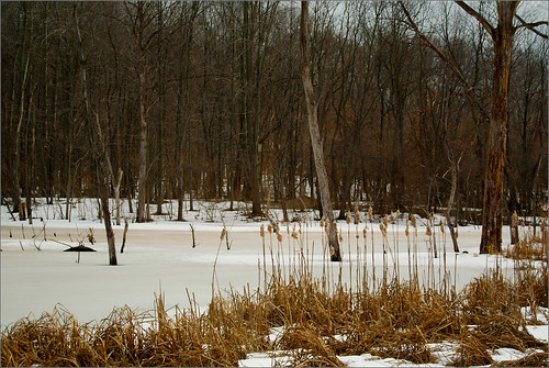trees creek pond raw baker michigan battle cattails bellevue sanctuary audubon joeldinda 1v1