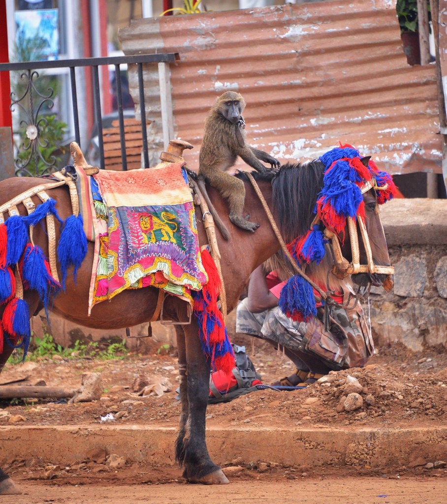 Jockey, Jimma, Ethiopia