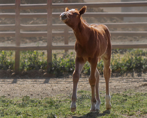Cal Poly Foal | by grandmasandy+chuck