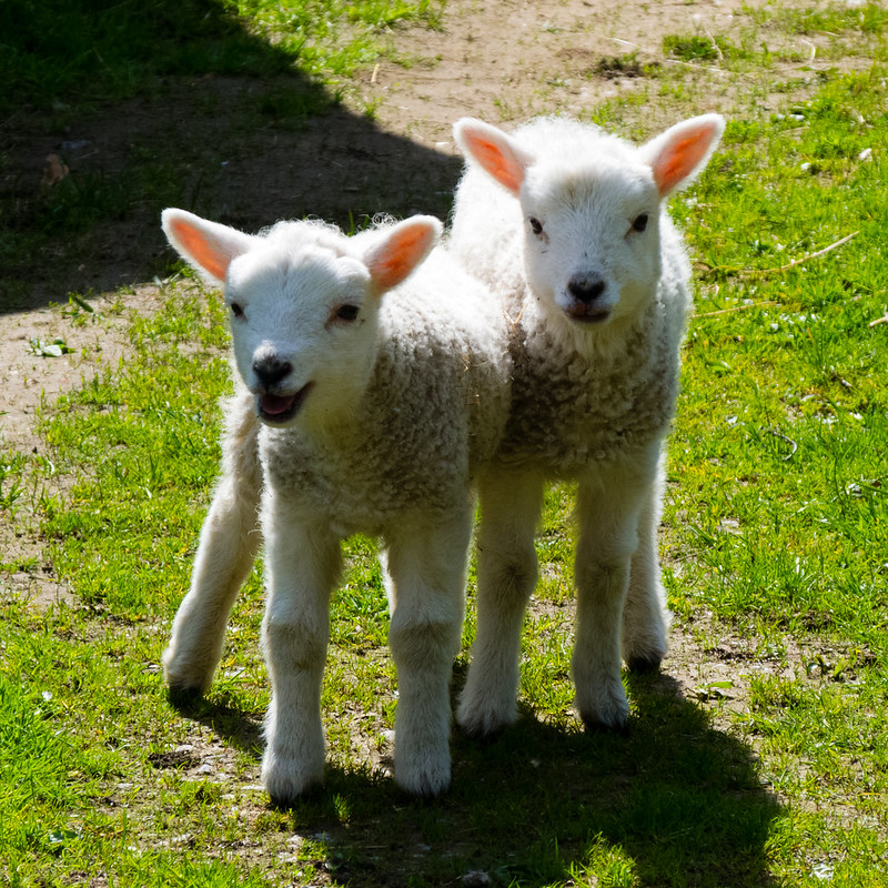 Spring 2015: young lambs