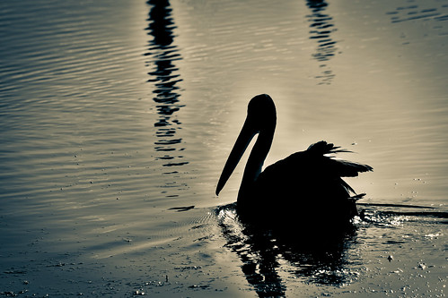 sunset lake bird silhouette backlight poem pelican backlit lakemacquarie eveninglight dixonlaniermerritt