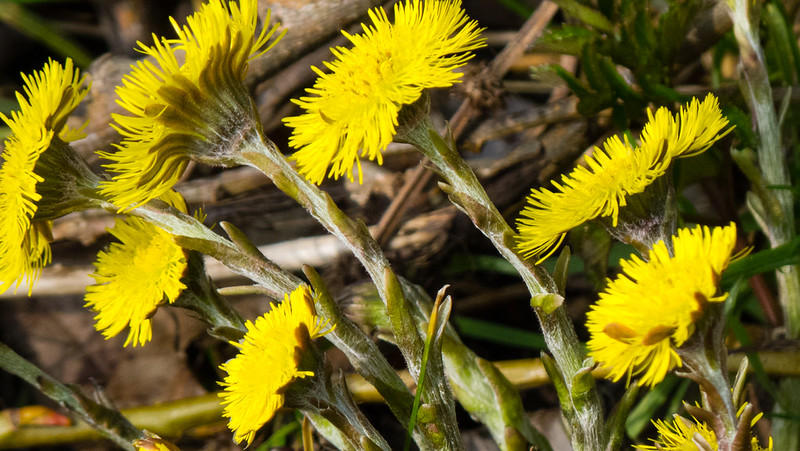 Clump of coltsfoot flowers