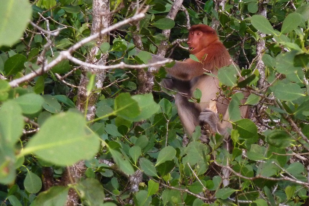 Nasenaffen - Nasalis larvatus - Proboscis monkey , NGIDn27… | Flickr