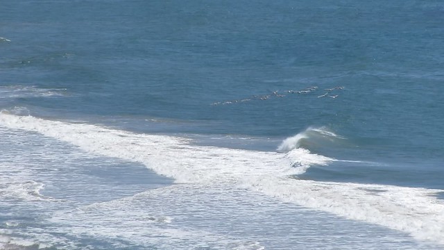 MVI_0600 pelicans wave running
