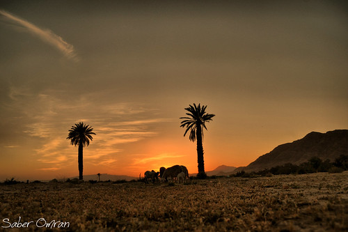 gafsa by saberomran56,