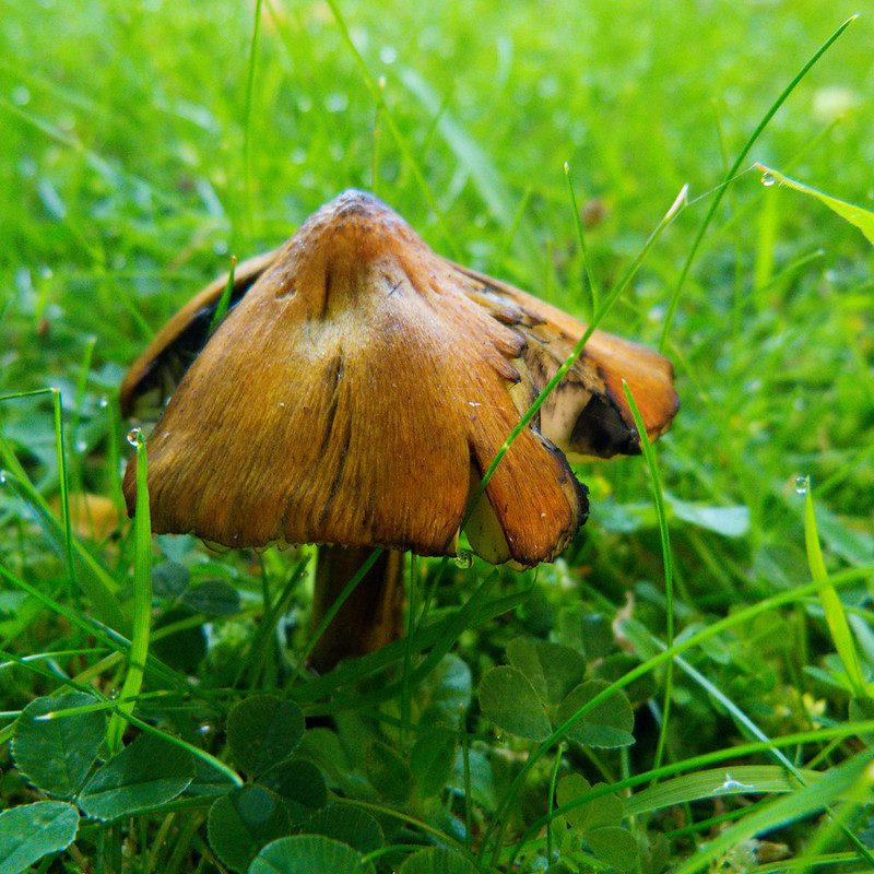 Vivid: blackening waxcap mushrooms