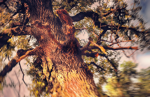 The Legend of the Free Trapper and the Sacred Tree | by Texas Finn