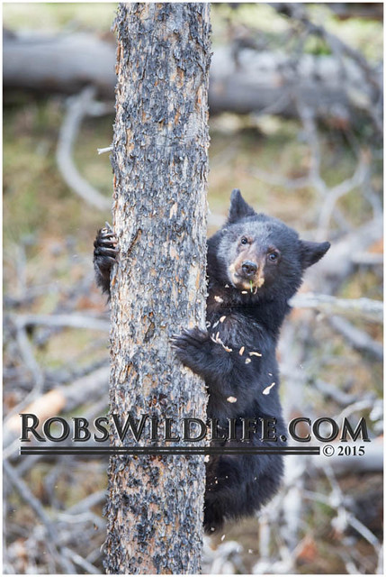 Black Bear Cubs 042415-5078-W.jpg