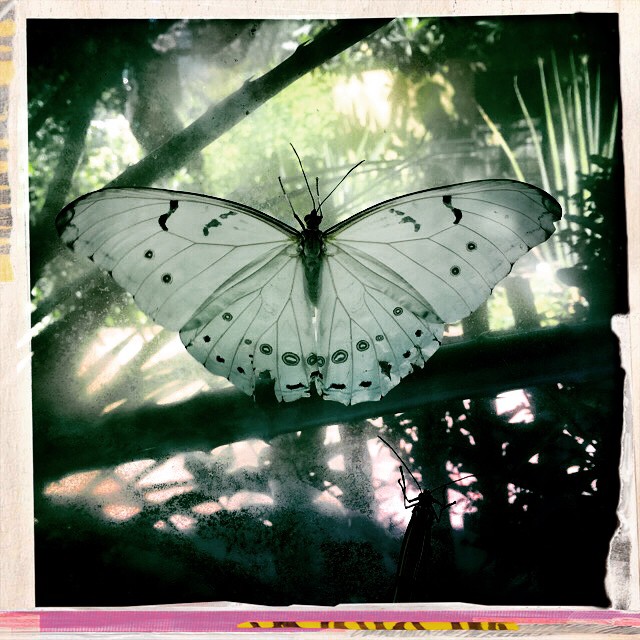 White Morpho. #butterfly#butterflys #butterflies#white_ morpho#iPhone6 #hipstajunky #Hipstamatic #Hipstaclicks #TucsonBotanicalGarden