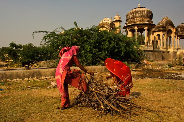 Firewood.  Malsisar. Shekhawati. Rajasthan