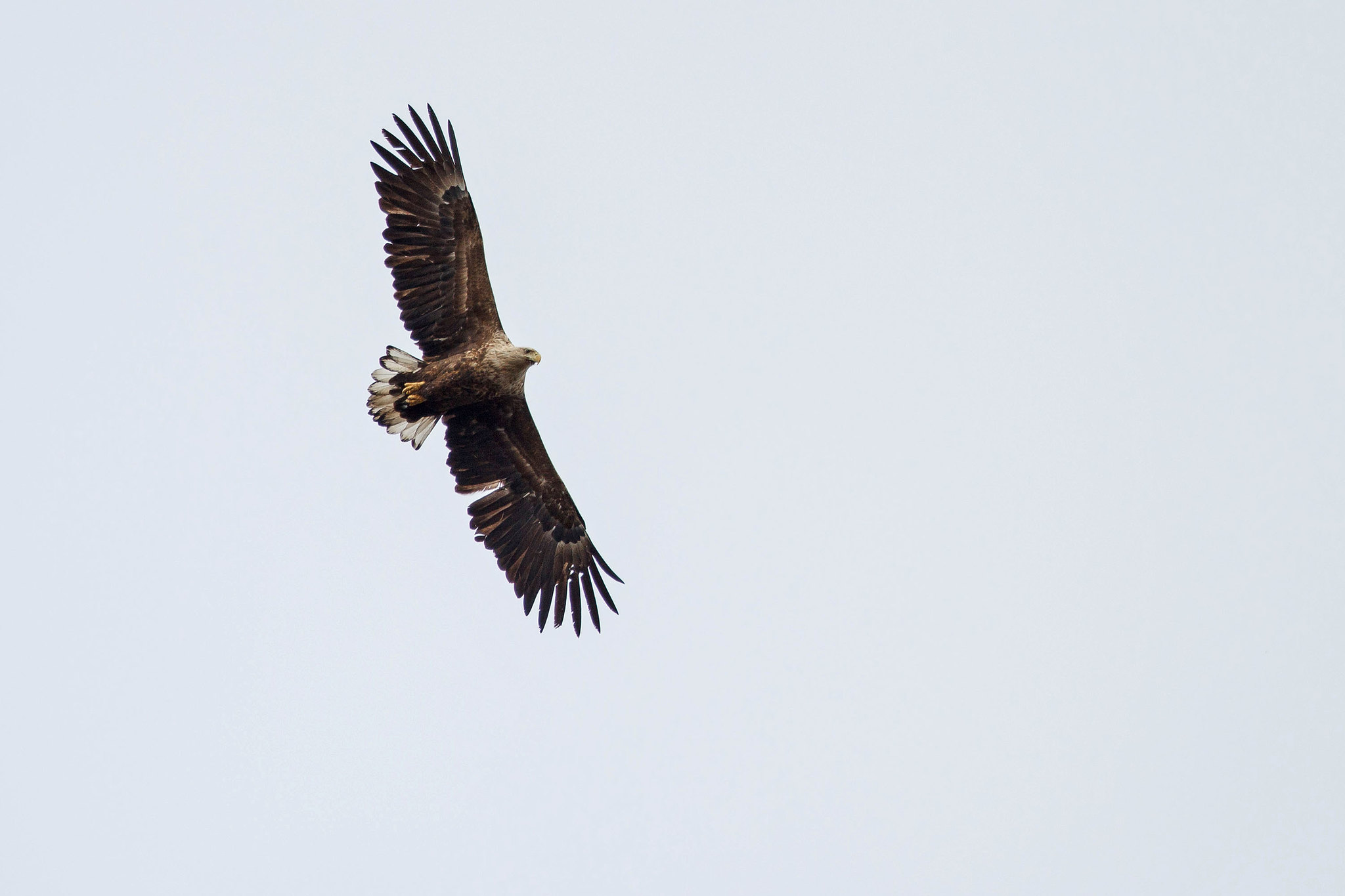 White-tailed Eagle - North Sweden Birds of Prey