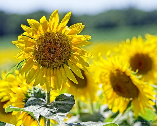 sunflower minnesota sun flower landscape