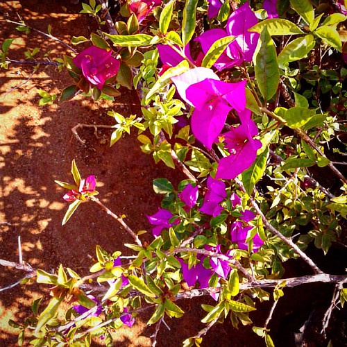 Bauhinia variegata - Antsirabe, Madagascar - October 9 #pelegri #adventure #explorer #travel #Madagascar #antsirabe #backpacking #tefl #peacecorps #africa #roadtrip #ontheroad #everydaymadagascar #expat #picnic #botany #biology #horticulture | by nicpelegi