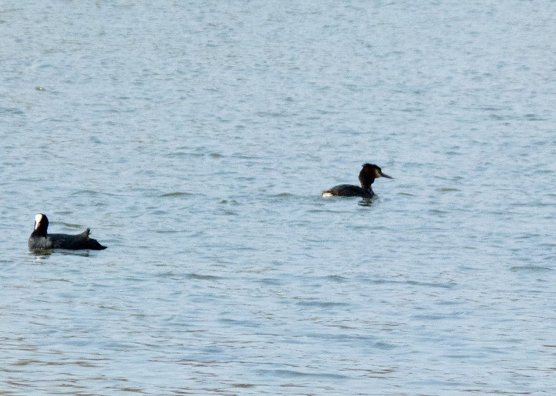 Snack time: great crested grebe