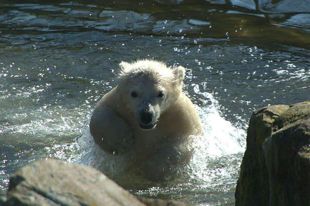 Ice bear cub attack