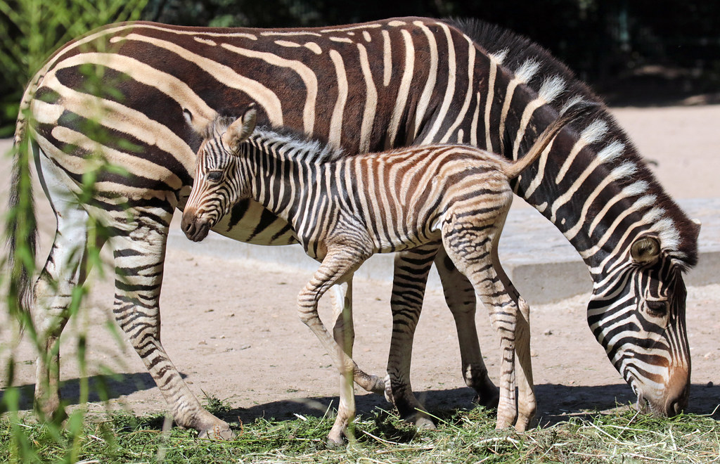 chapman´s zebra Berlin Tierpark JN6A2316