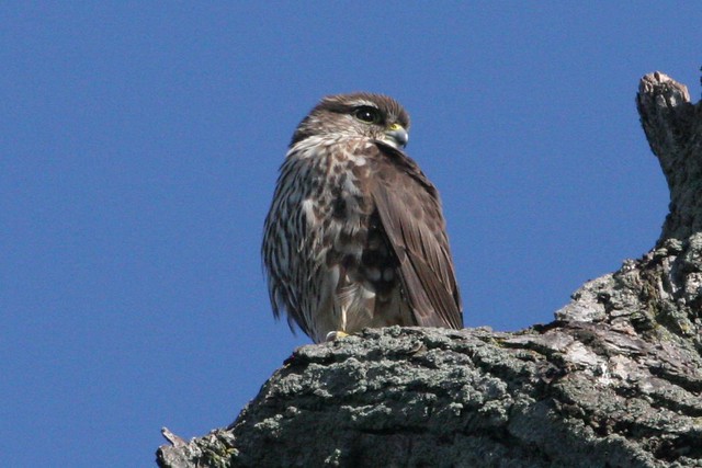 Merlin, Falco columbarius, Watkins Lake, Washtenaw County, Manchester Michigan, Photo by Wes (2)