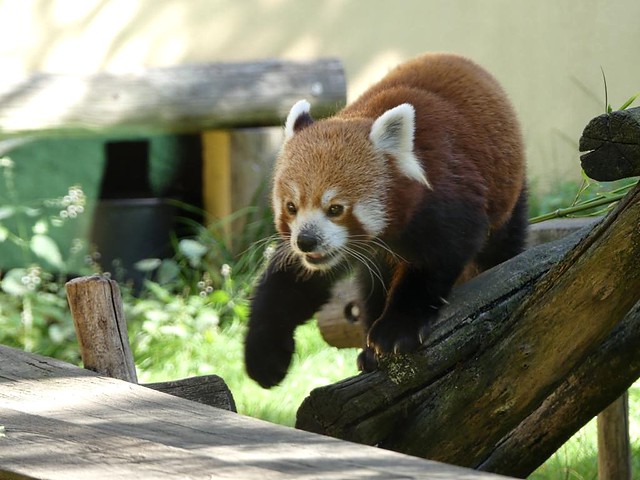 Roter Panda, Zoo d´Amnéville