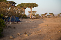 Tent on Firmin Plateau
