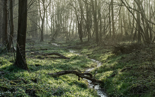 wood morning trees england sunlight mist green woodland stream unitedkingdom branches sony meander trunks wallingford meandering southoxfordshire a99 sonyalpha andyhough slta99v littlewittenhamwood andyhoughphotography