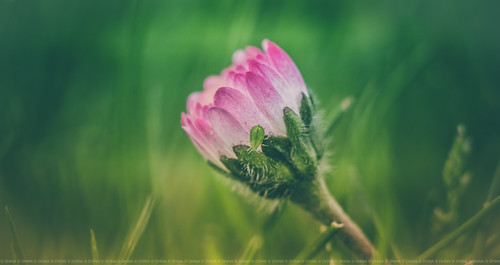 Heinz Kilfitt Munchen Makro Kilar 90mm f2.8 | Flickr