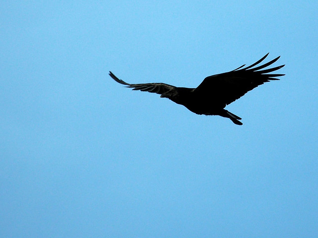 Bird in Flight Silhouette