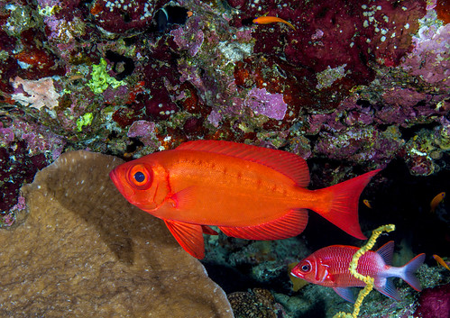 Diving_Red Sea_257_160405.jpg | by dadvirgis