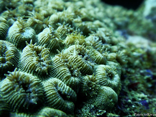 Oceano Scuba - image 28025733188_e622b1b6e1_n on https://oceanoscuba.com.co