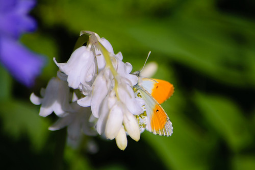 Male orange tip butterfly on flower, Worfield garden